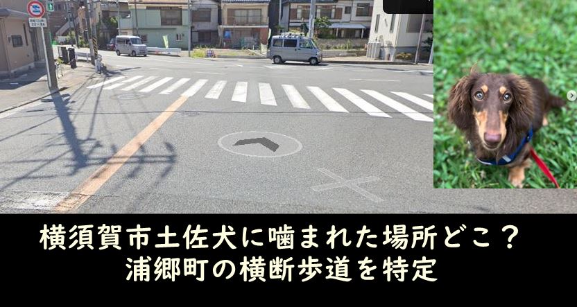 yokosukatosainu-basyodoko