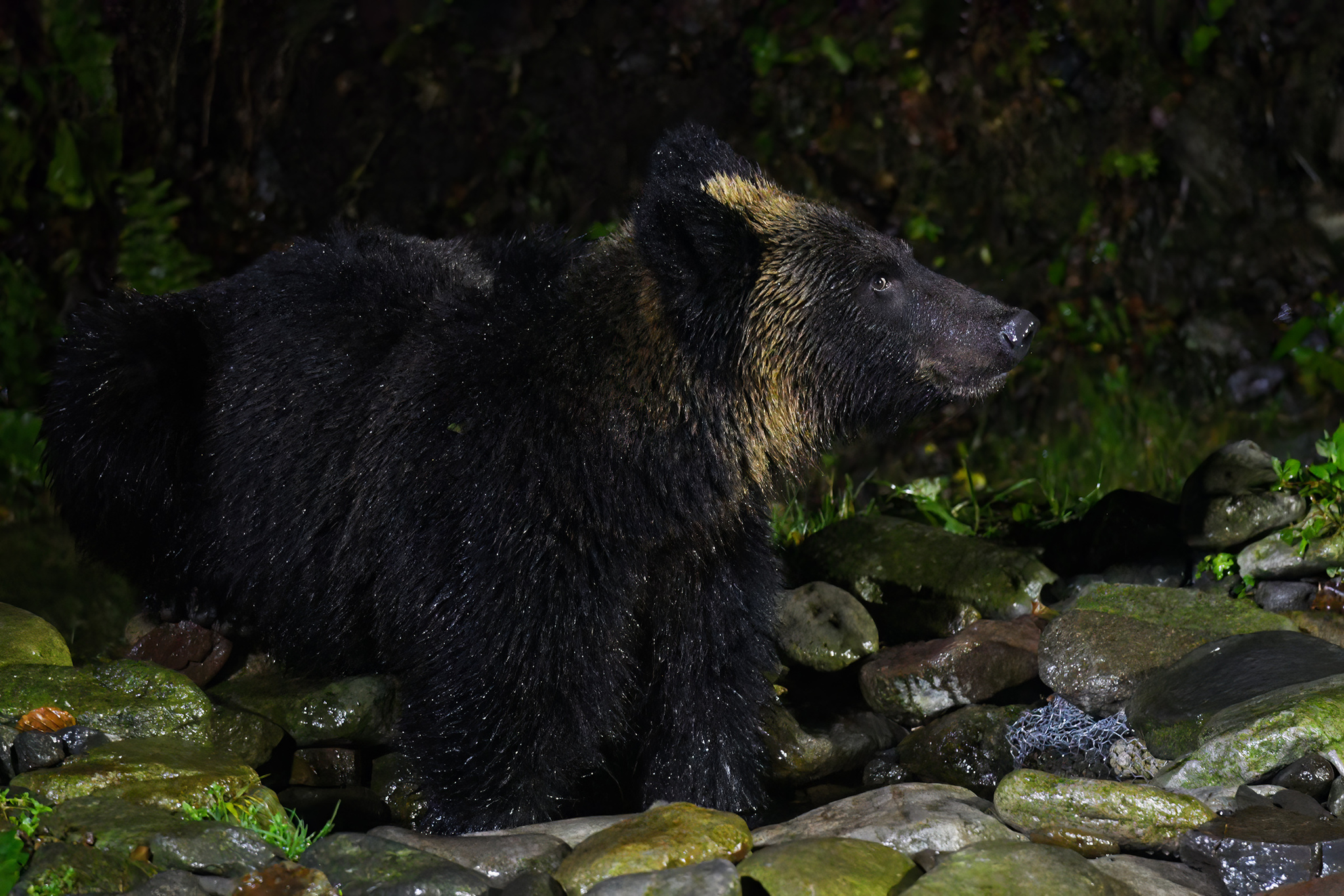 北海道に生息するエゾヒグマの写真