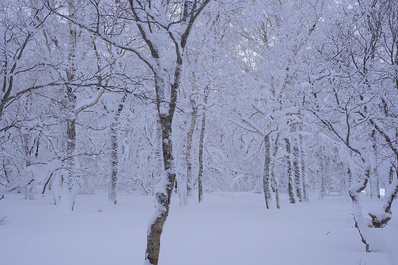 北海道・函館七飯スノーパーク付近の雪の森