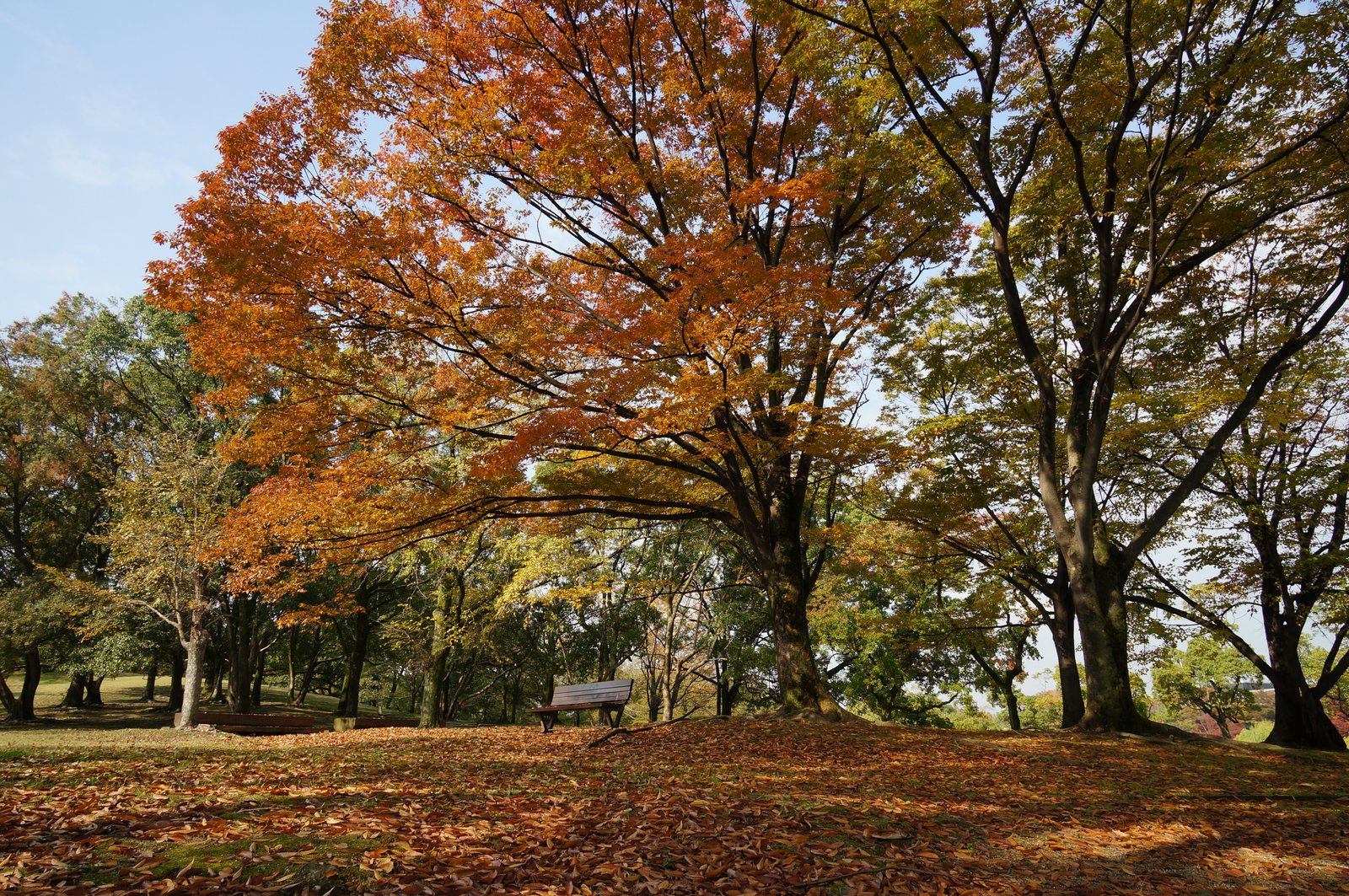 大阪府吹田市の万博記念公園